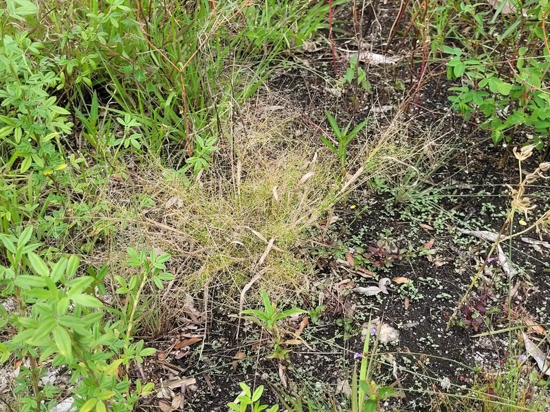 Panicum cayennense photo 3