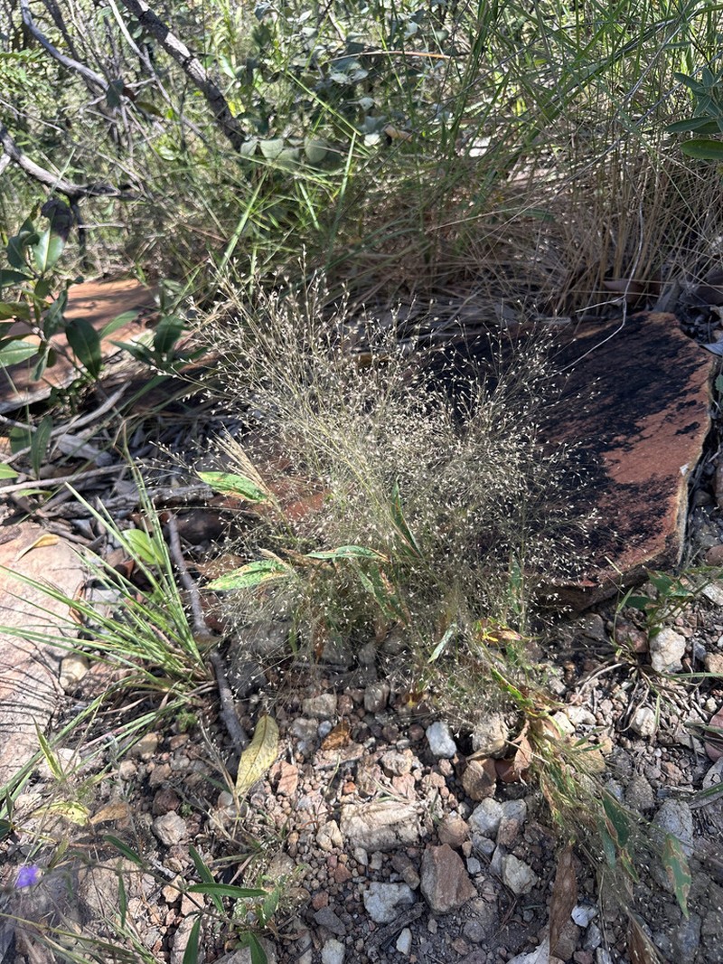 Panicum cayennense photo 5