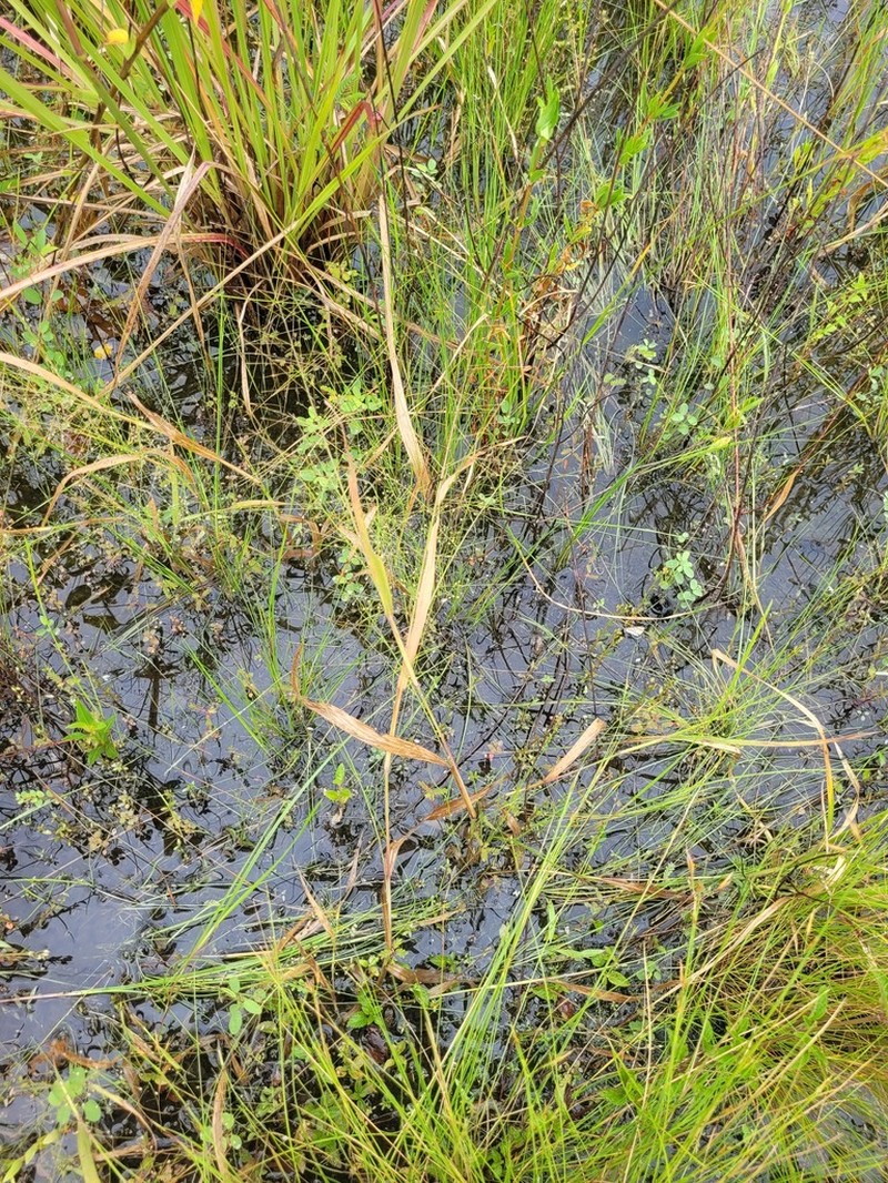 Panicum cayennense photo 6