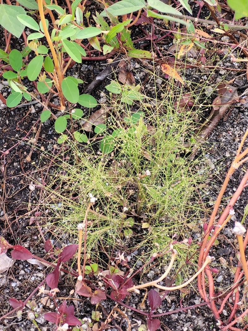Panicum cayennense photo 7