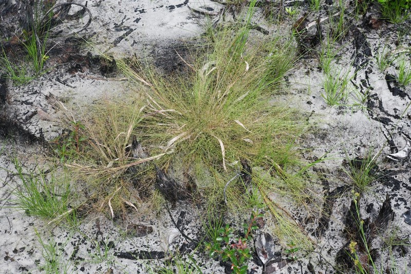 Panicum cayennense photo 8