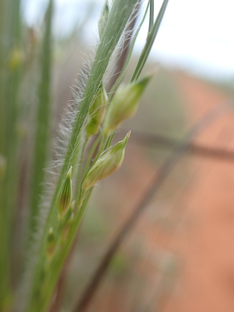 Panicum cervicatum