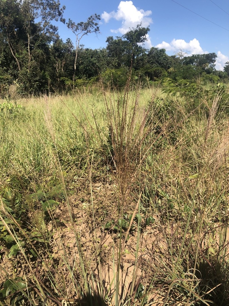 Panicum cervicatum photo 2