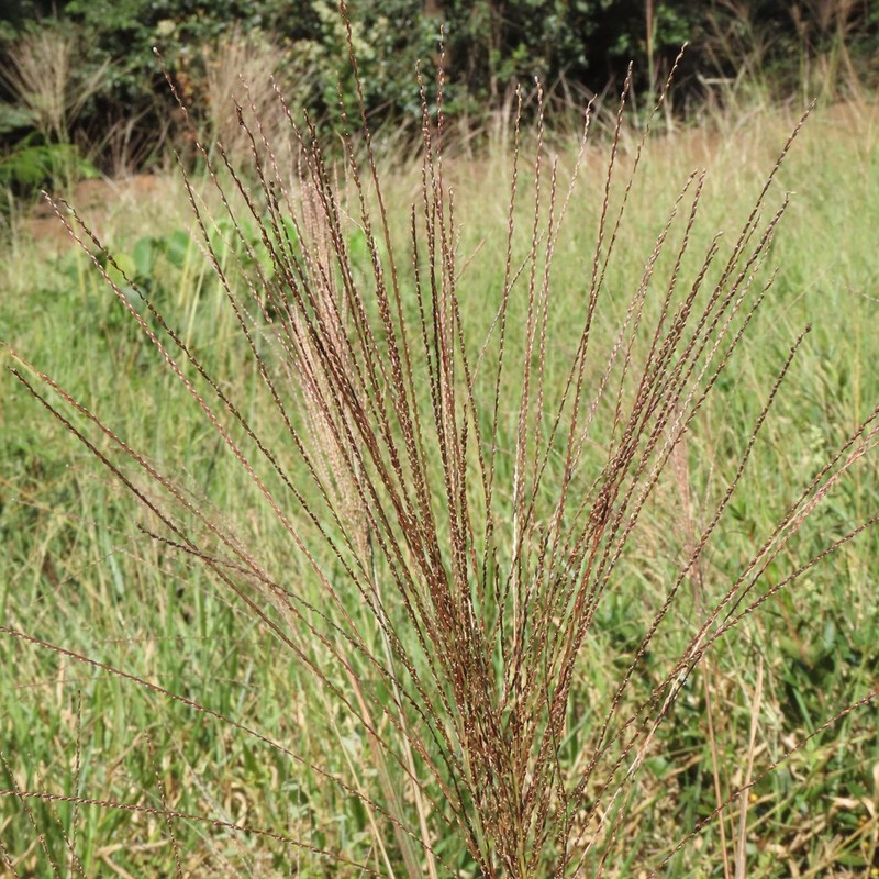 Panicum cervicatum photo 3