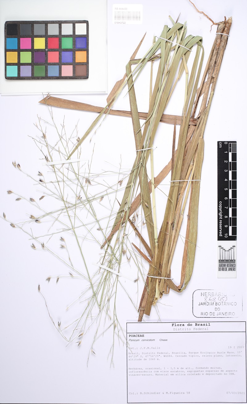 Panicum cervicatum photo 4