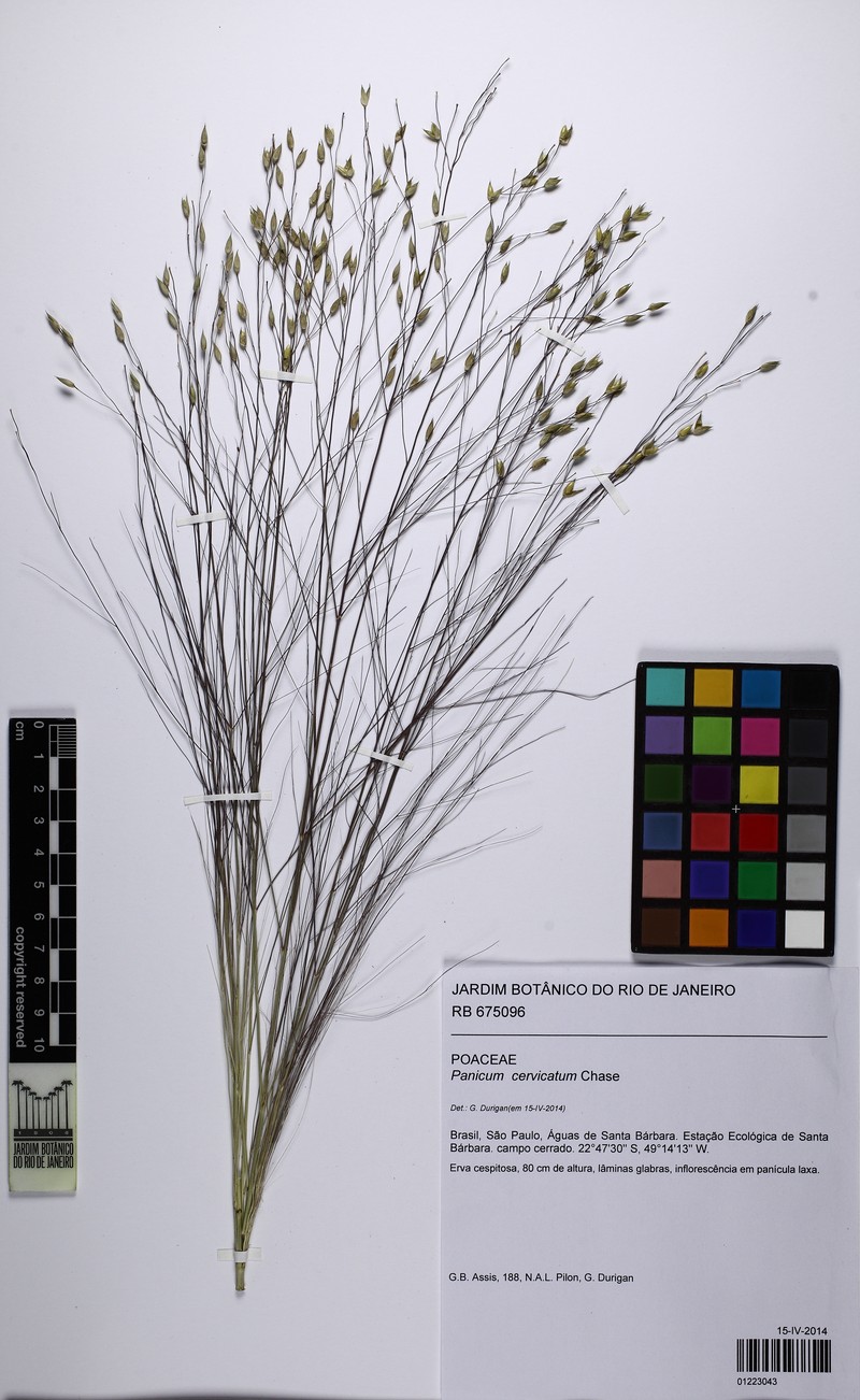 Panicum cervicatum photo 5