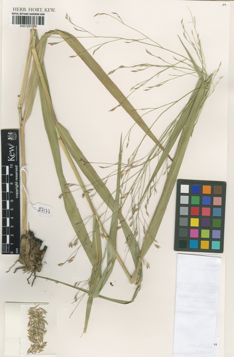 Panicum cervicatum photo 6