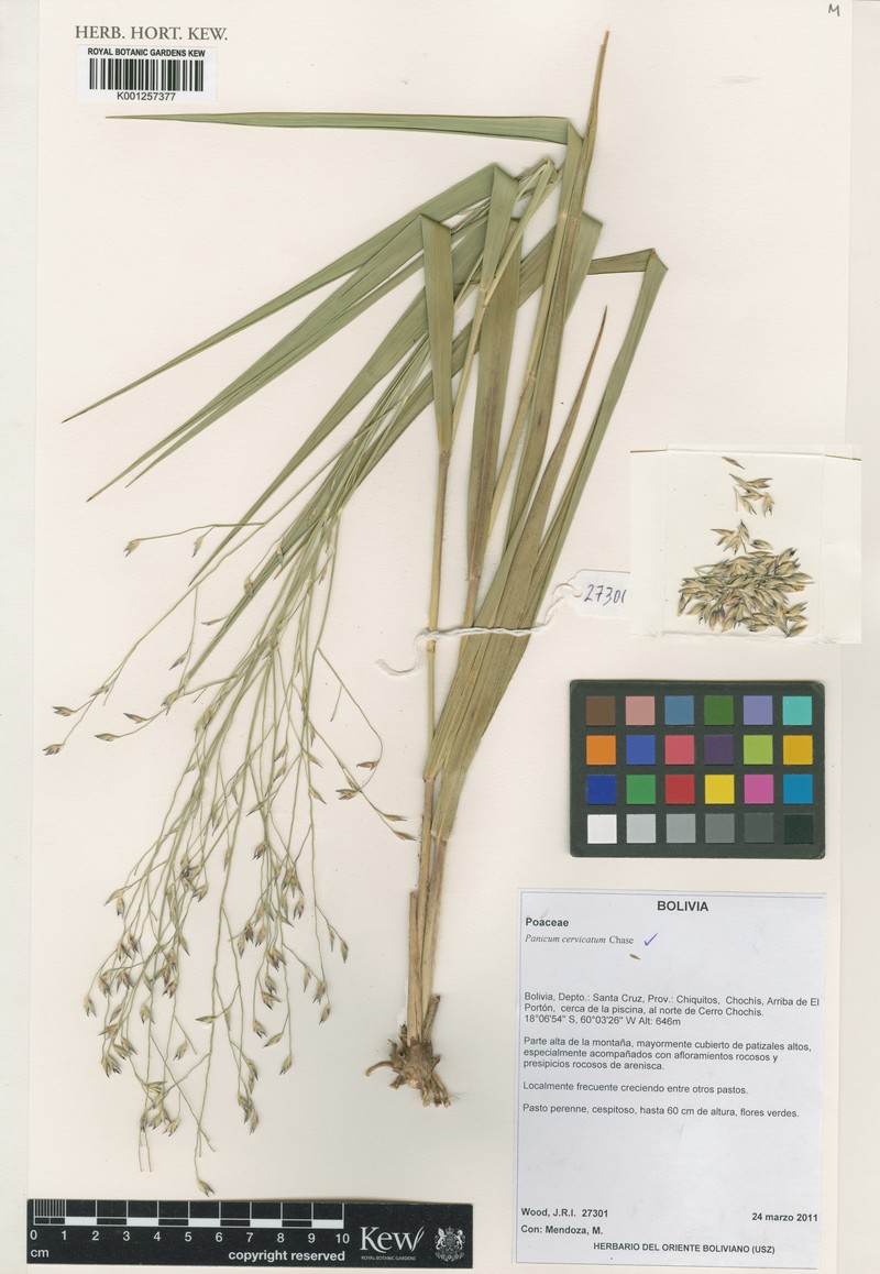 Panicum cervicatum photo 7