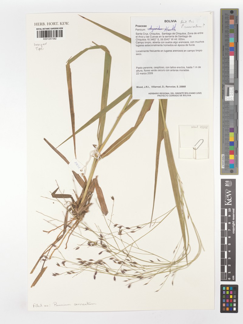 Panicum cervicatum photo 8