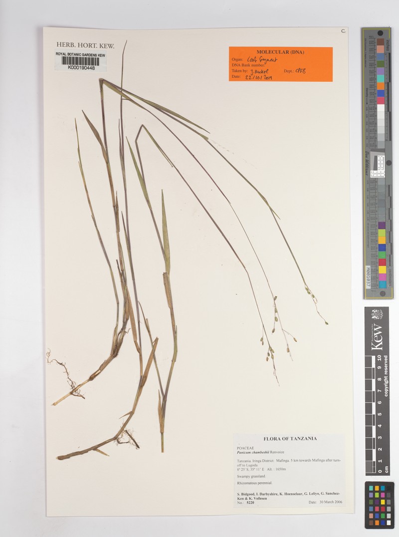 Panicum chambeshii