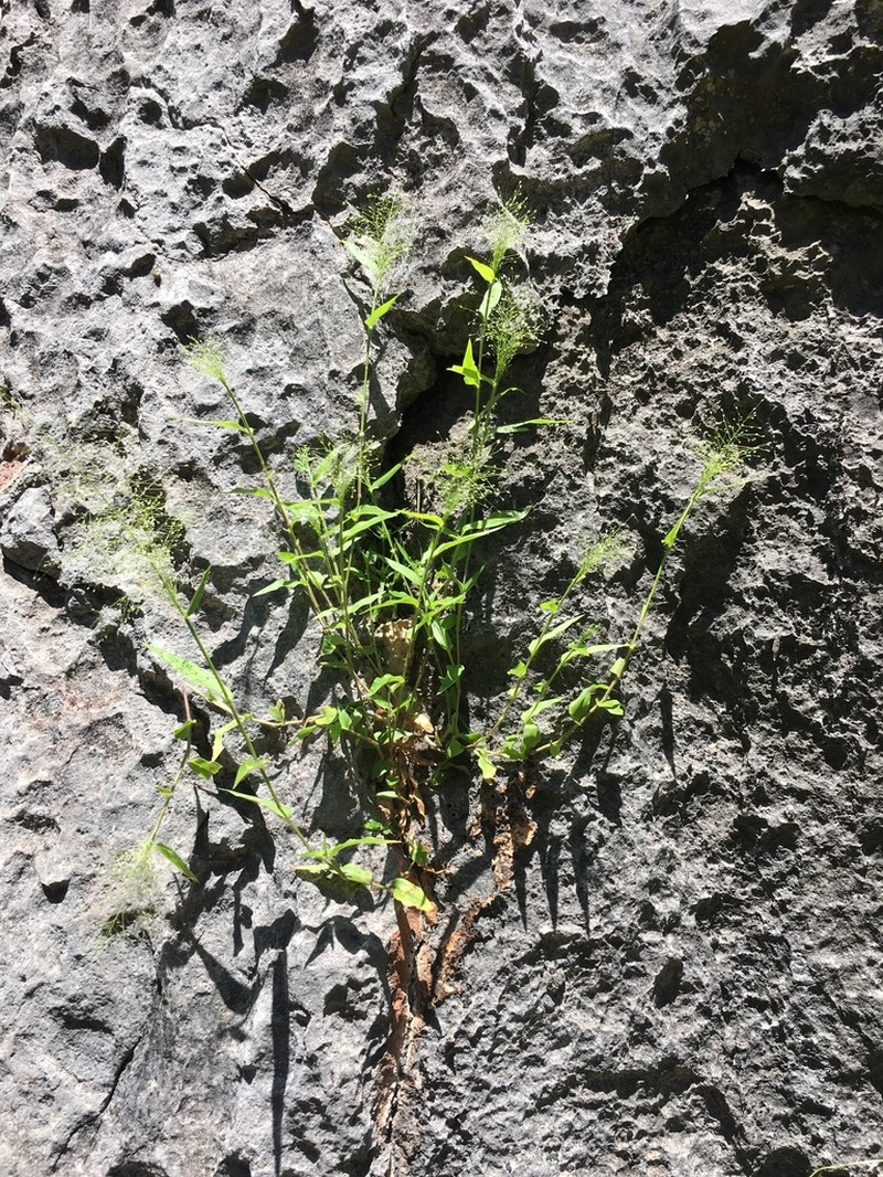 Panicum chillagoanum