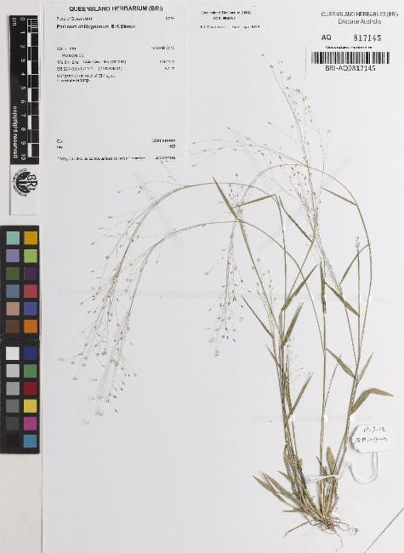Panicum chillagoanum photo 2