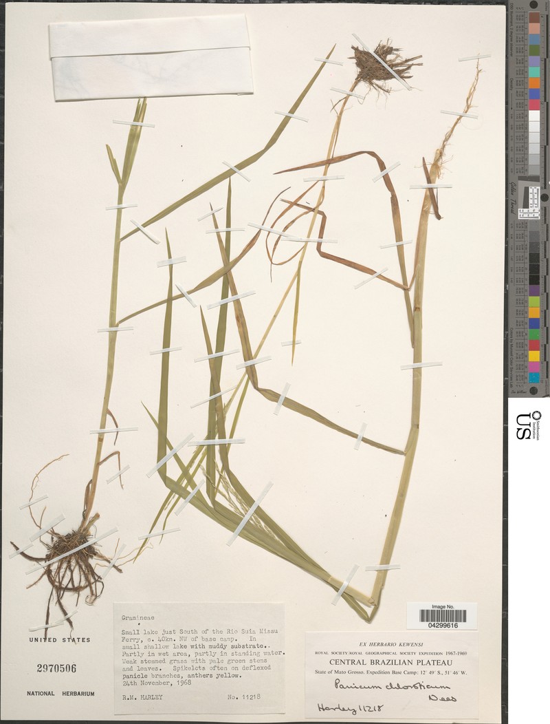 Panicum chloroleucum