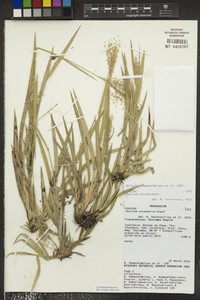 Panicum cinctum