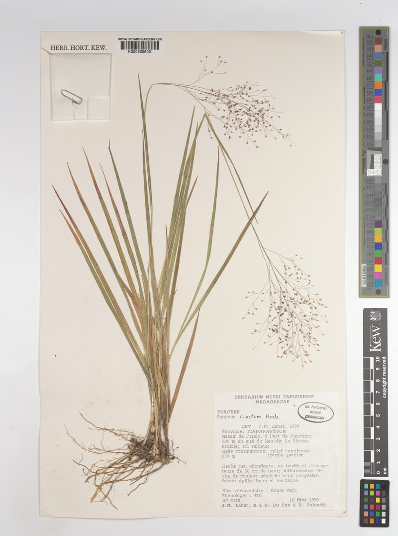 Panicum cinctum photo 2