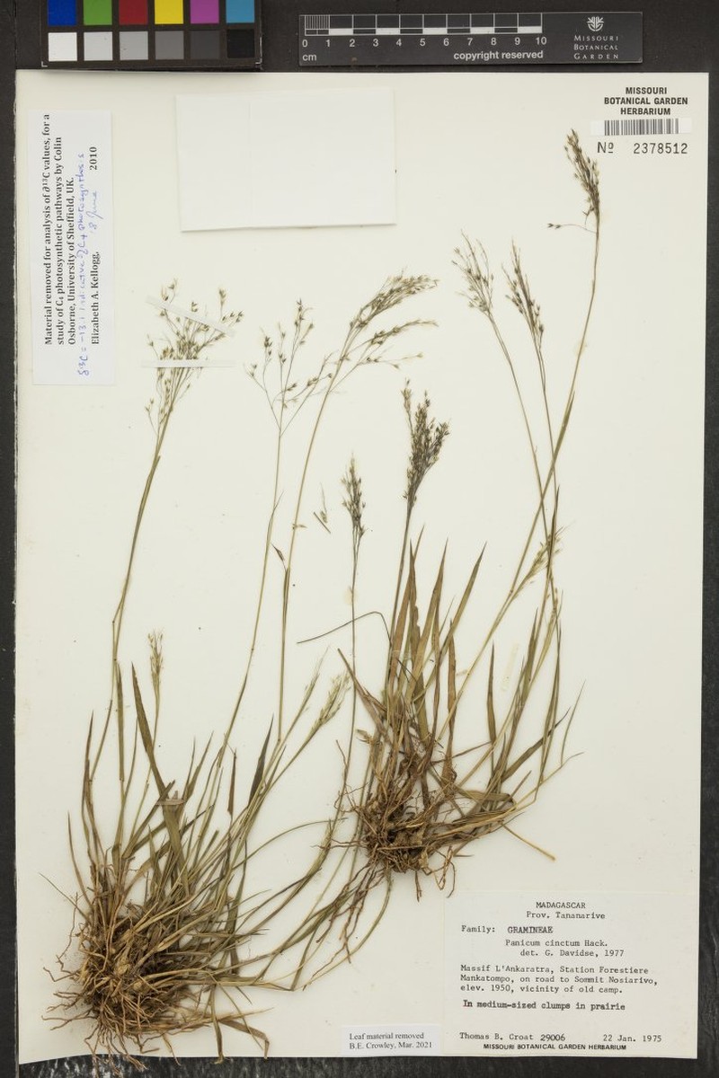 Panicum cinctum photo 3
