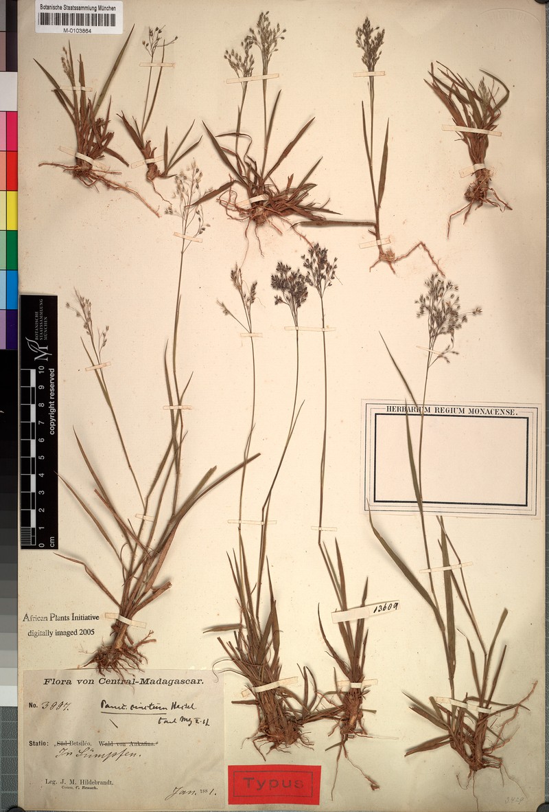Panicum cinctum photo 4