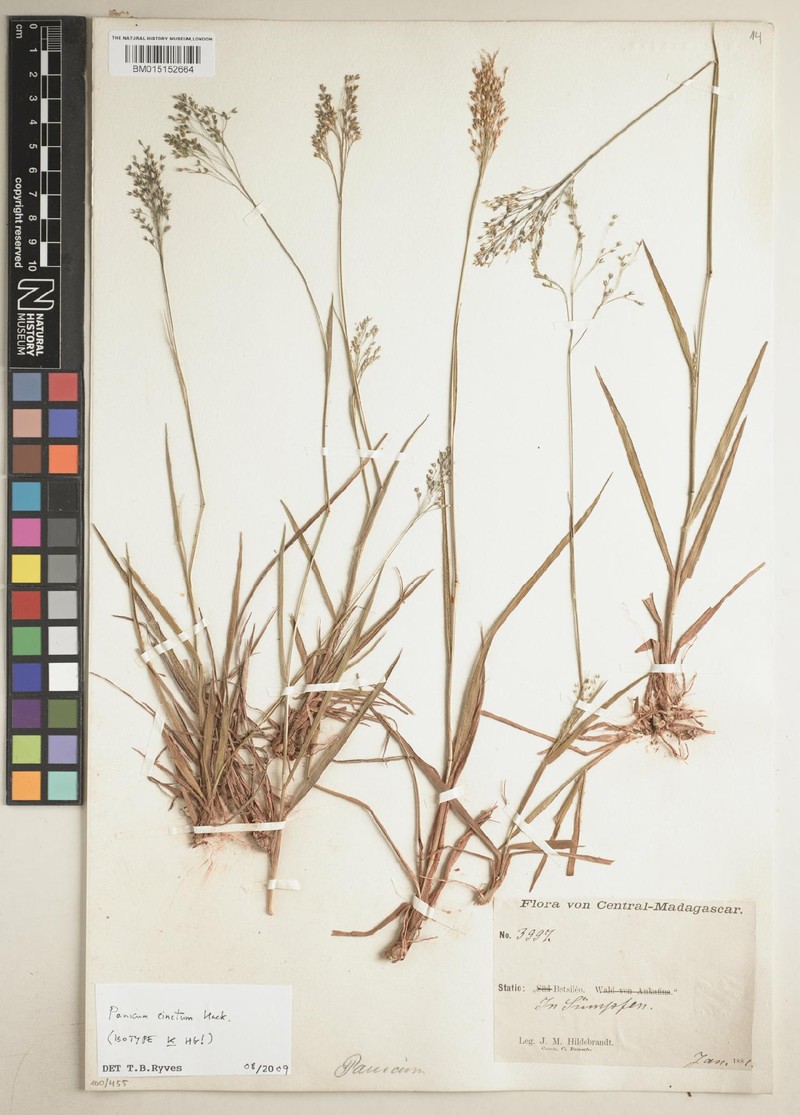 Panicum cinctum photo 5