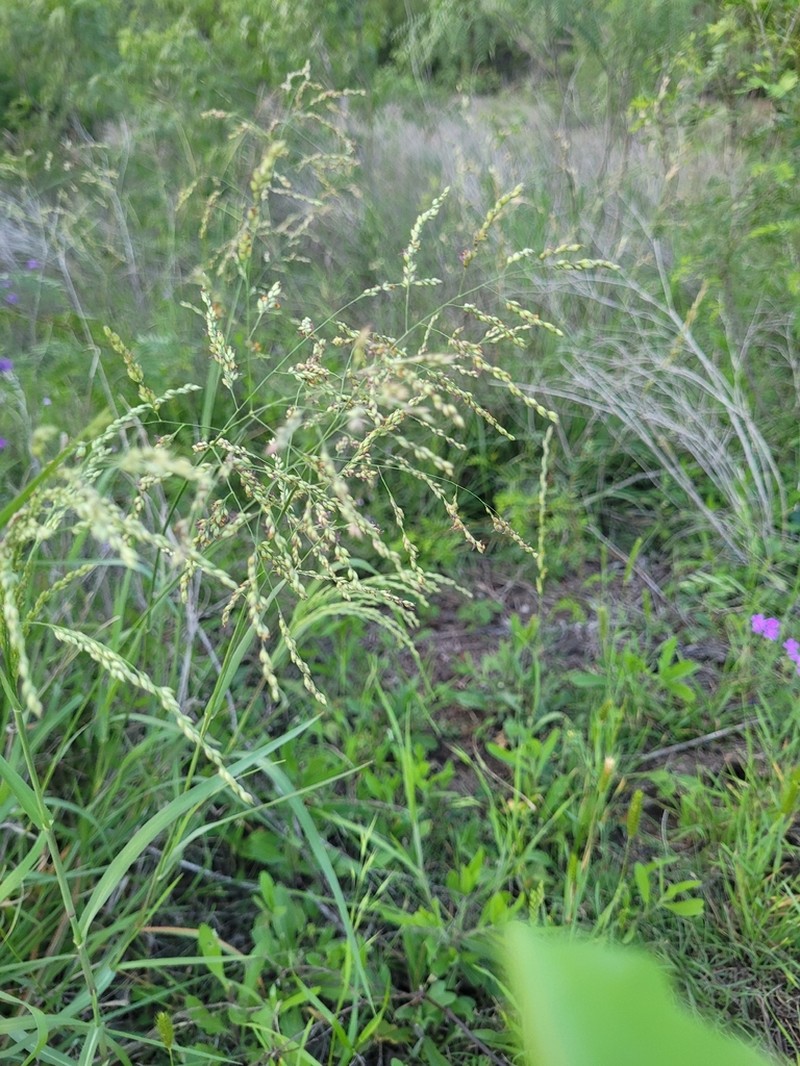 Kleingrass photo 2