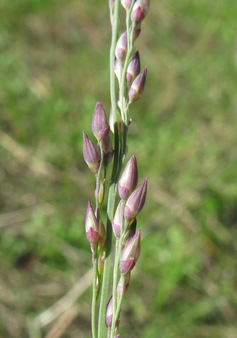 Kleingrass photo 3