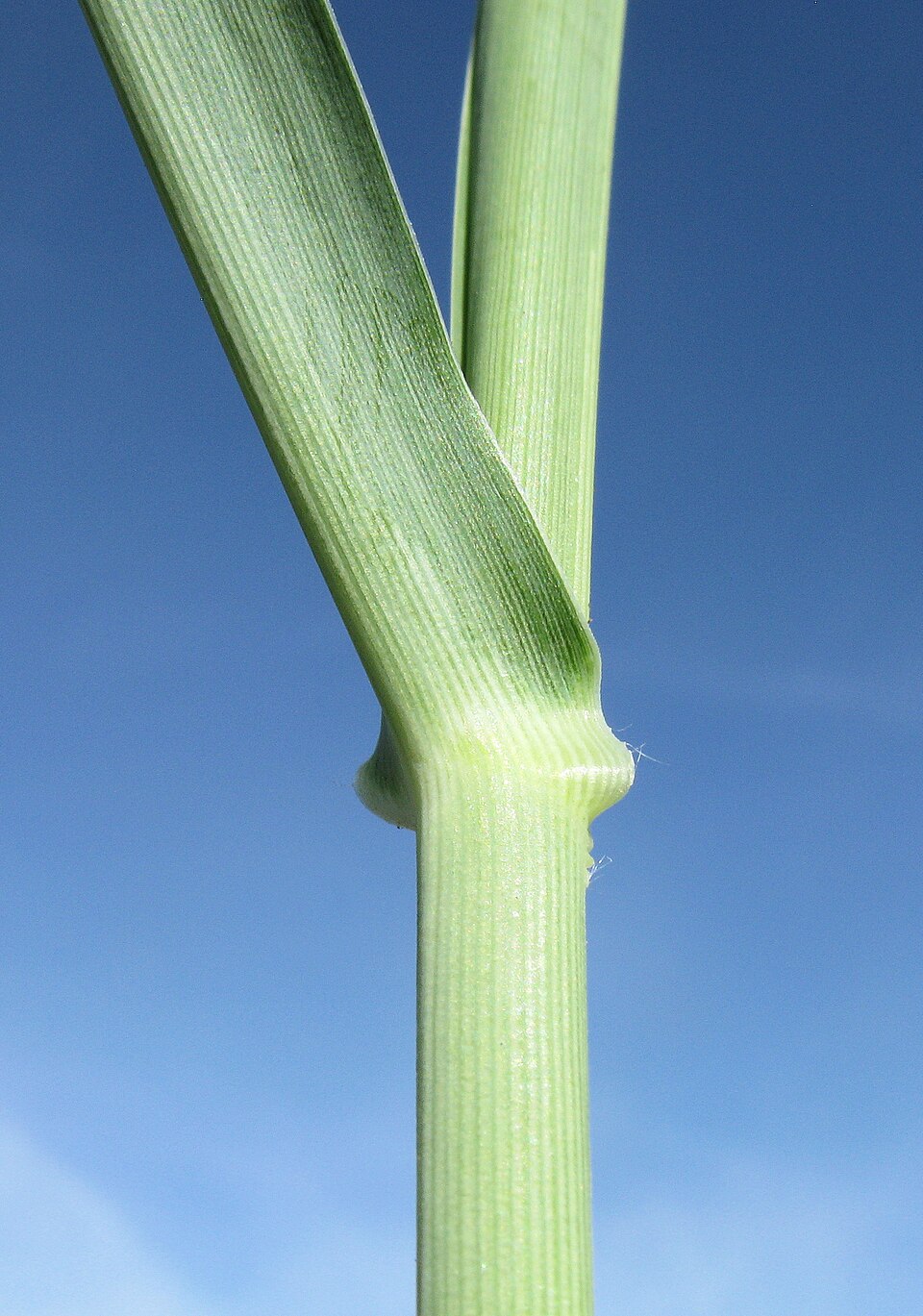 Kleingrass photo 6