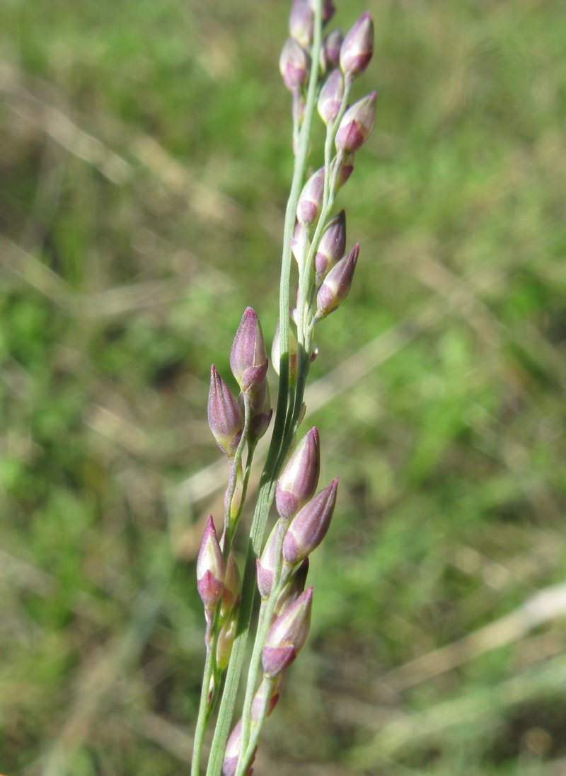 Kleingrass photo 8
