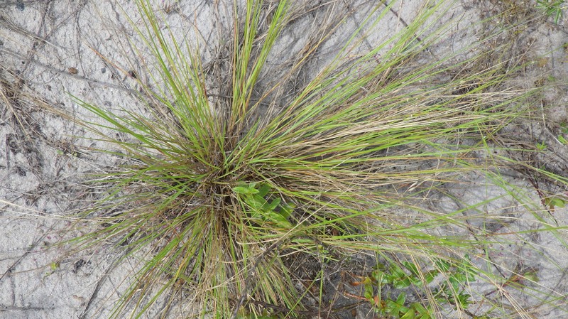 Panicum congoense