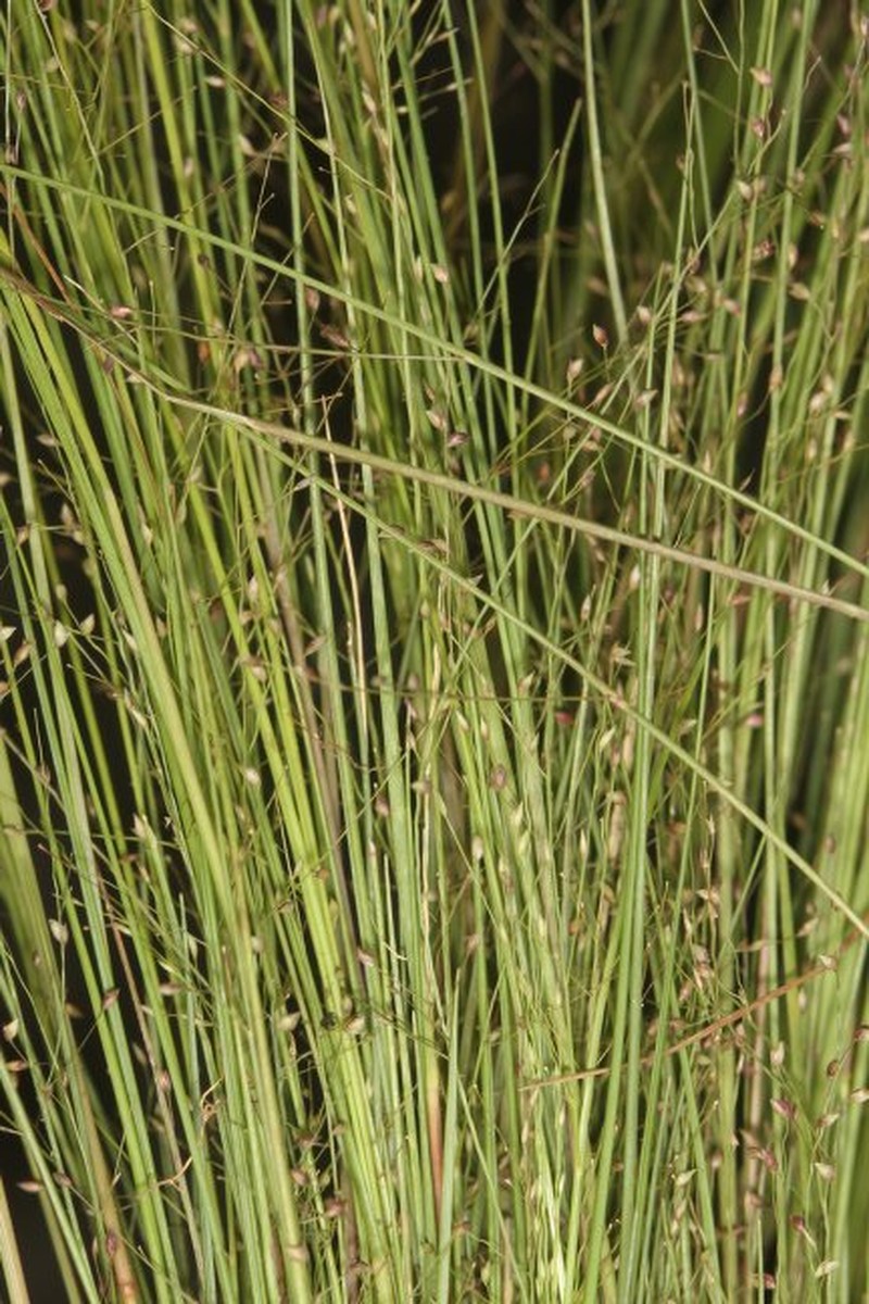 Panicum congoense photo 2