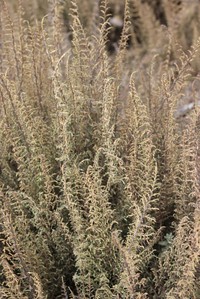 Panicum cupressifolium