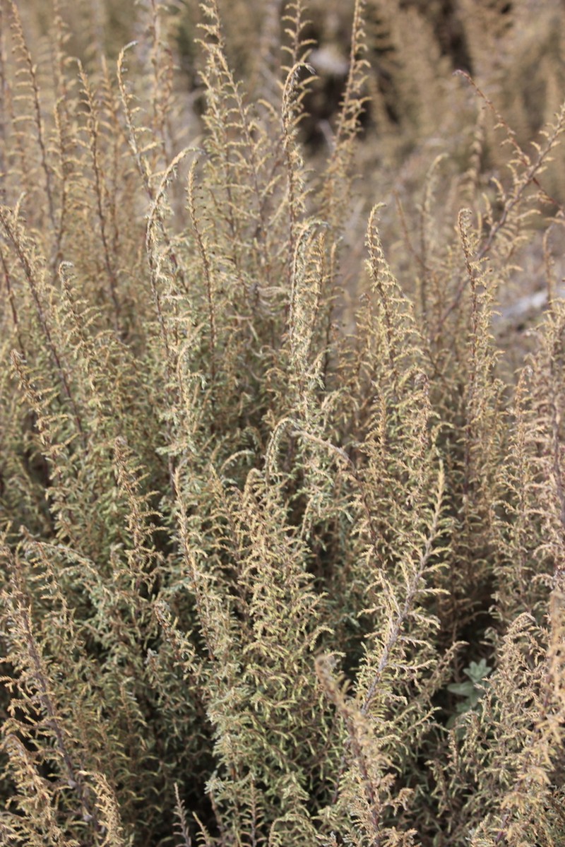 Panicum cupressifolium