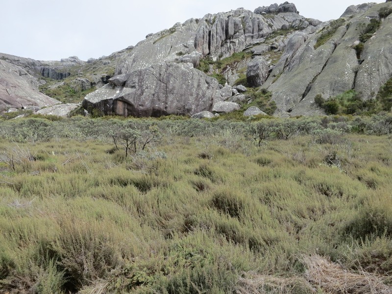 Panicum cupressifolium photo 2