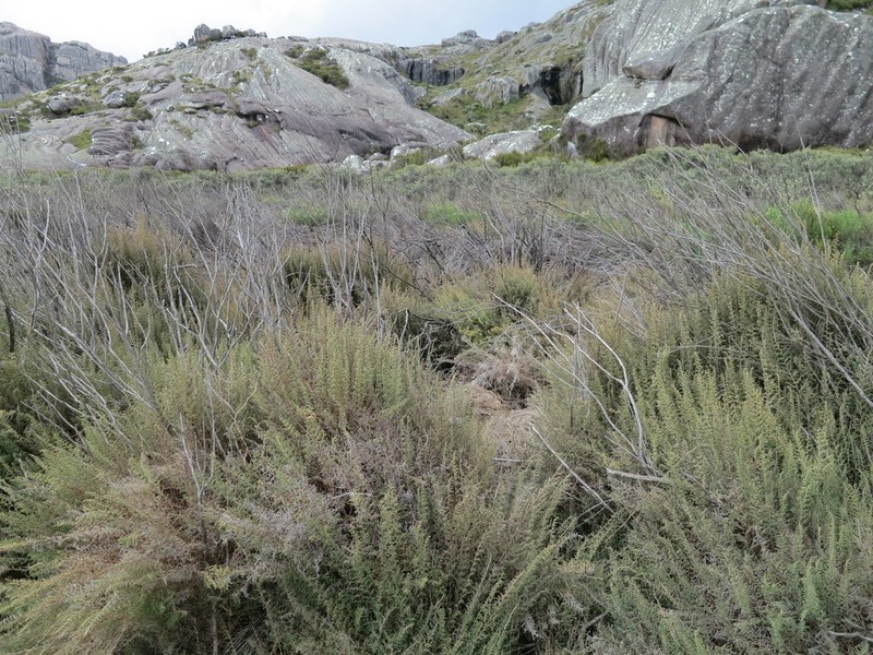 Panicum cupressifolium photo 3