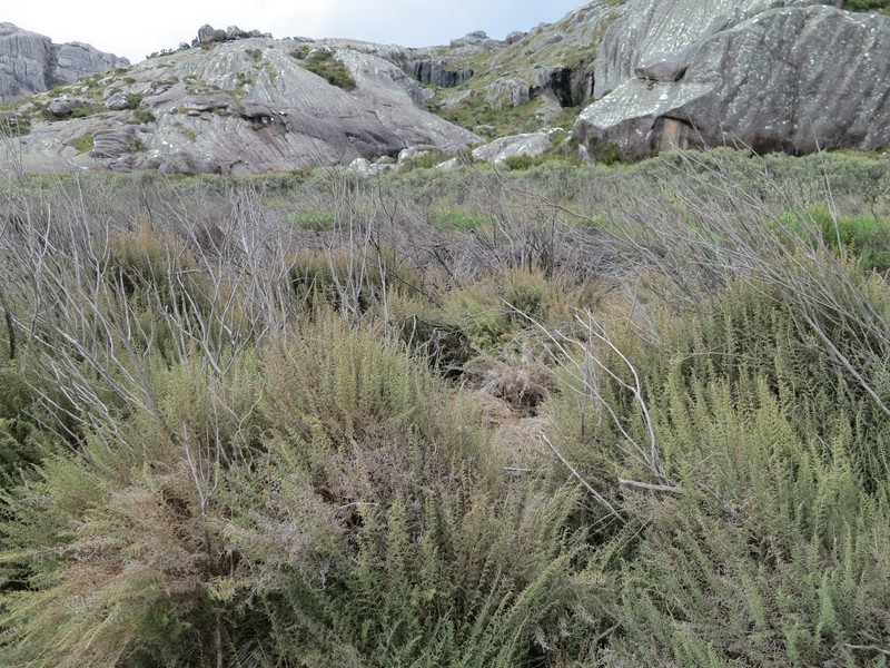 Panicum cupressifolium photo 5