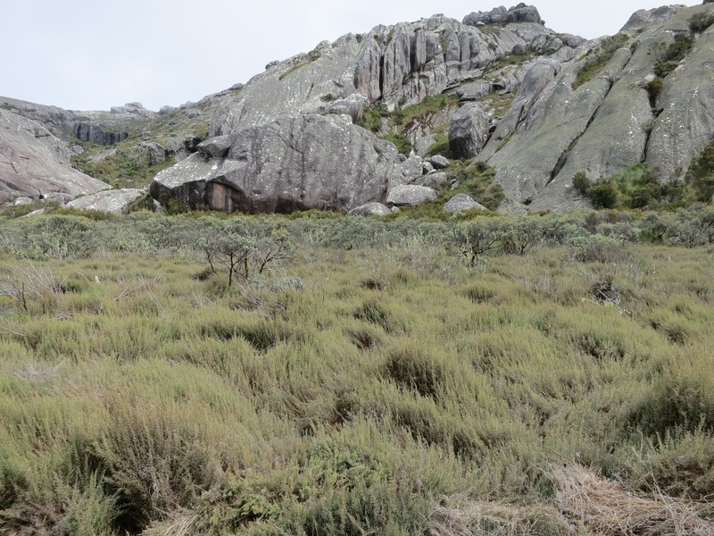 Panicum cupressifolium photo 6