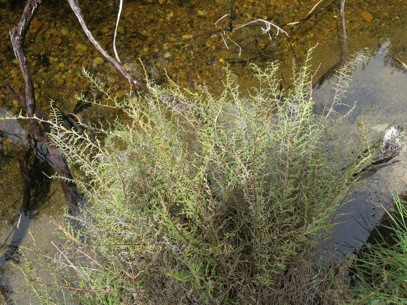 Panicum cupressifolium photo 7