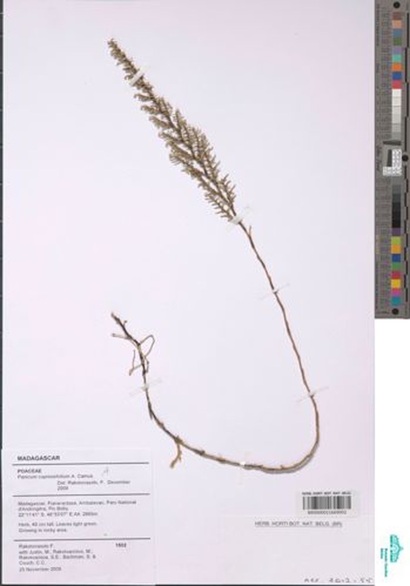 Panicum cupressifolium photo 8