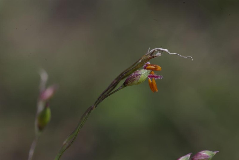 Panicum curviflorum