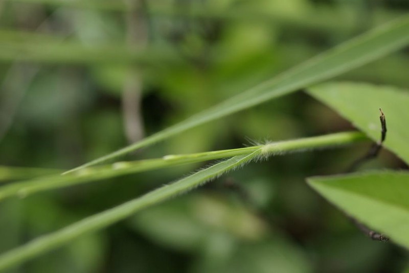 Panicum curviflorum photo 2