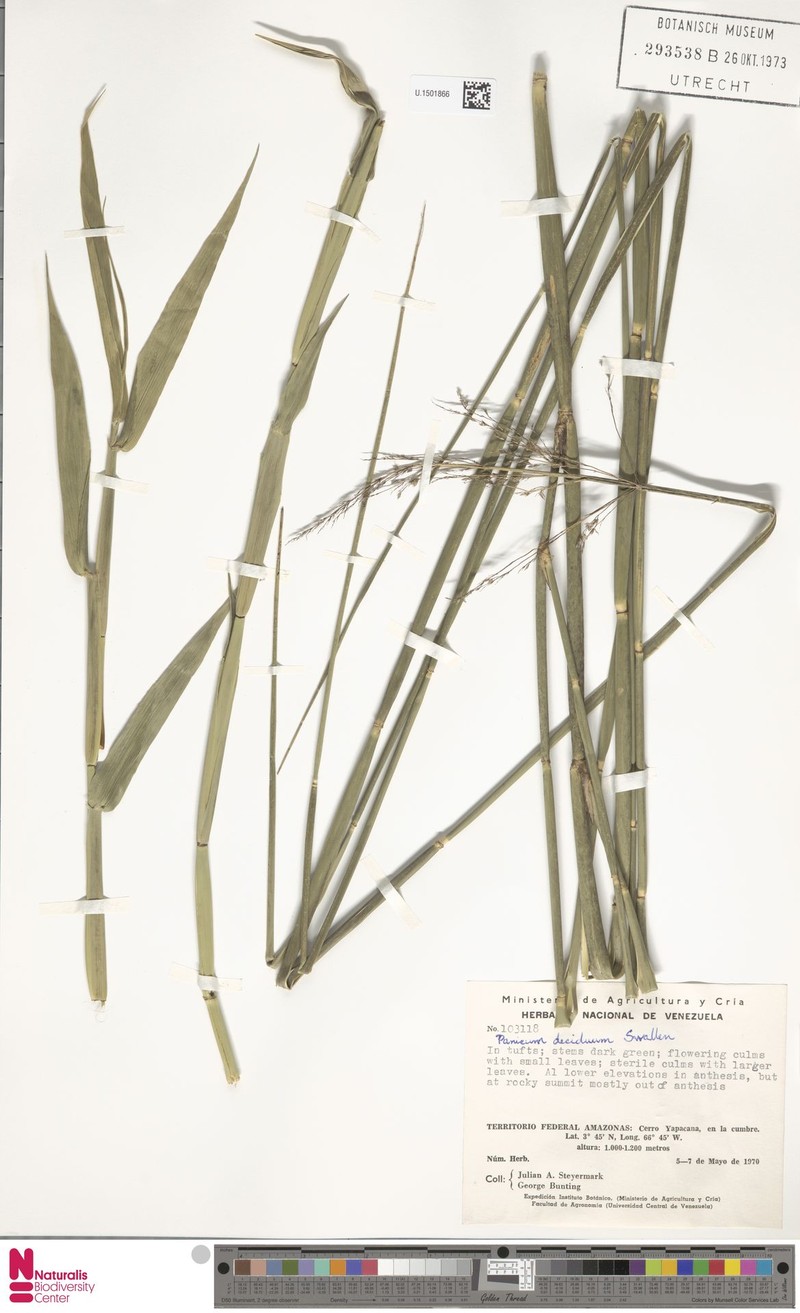 Panicum deciduum