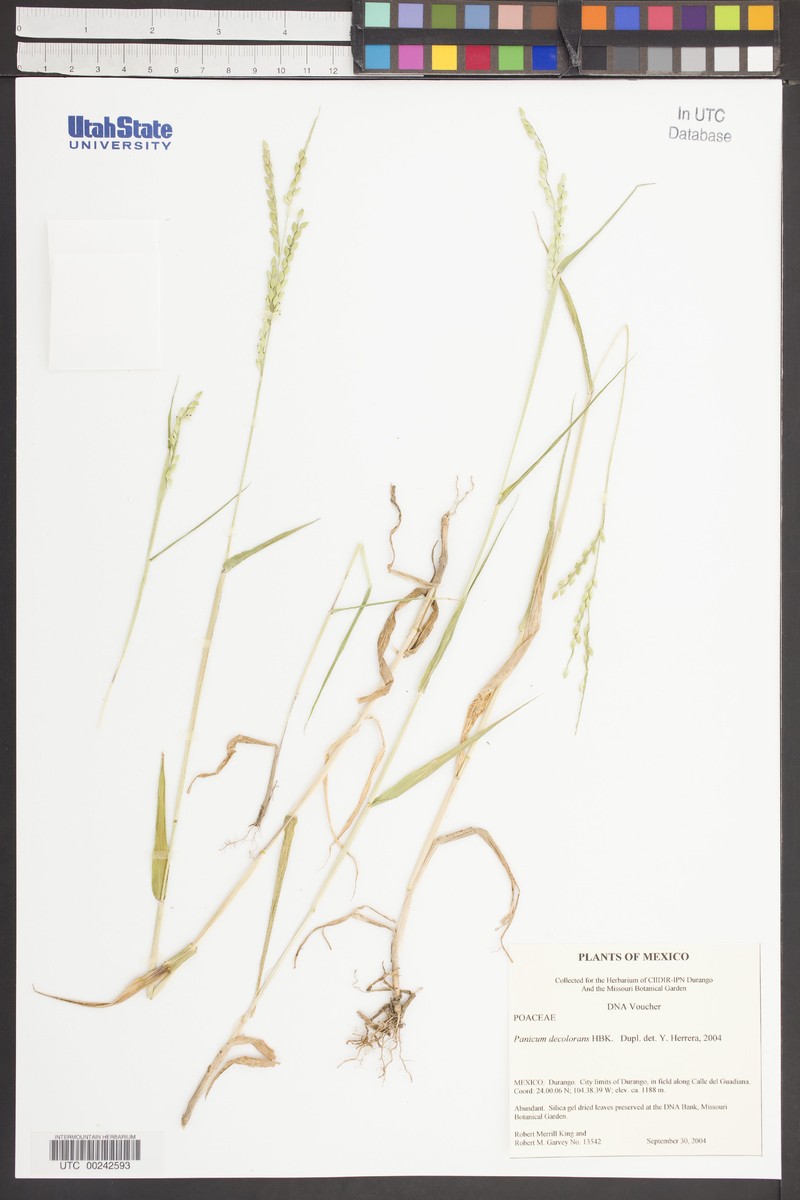 Panicum decolorans