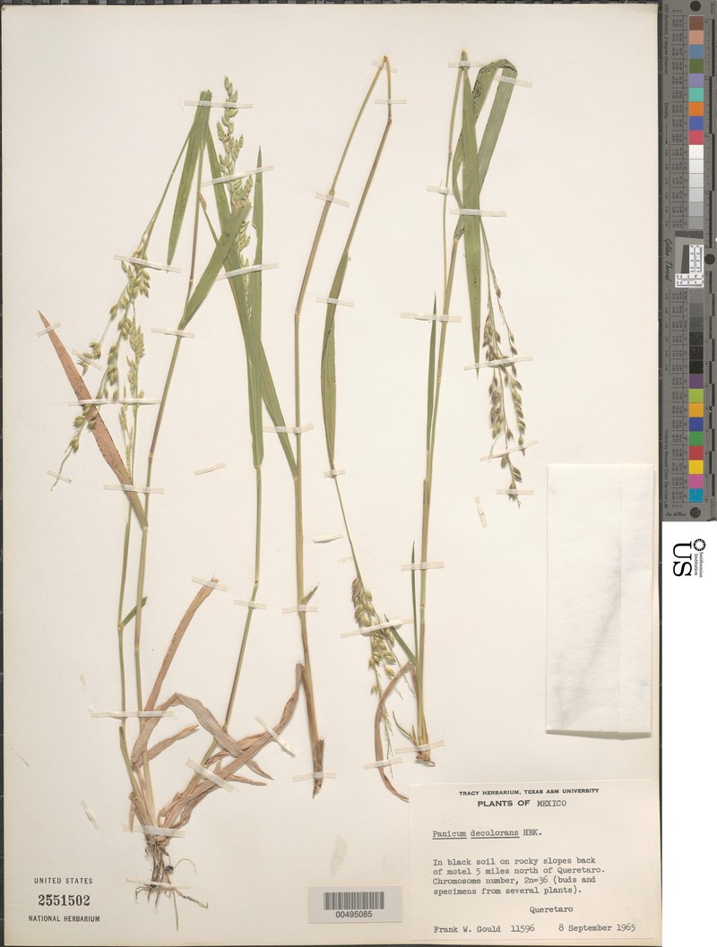 Panicum decolorans photo 2