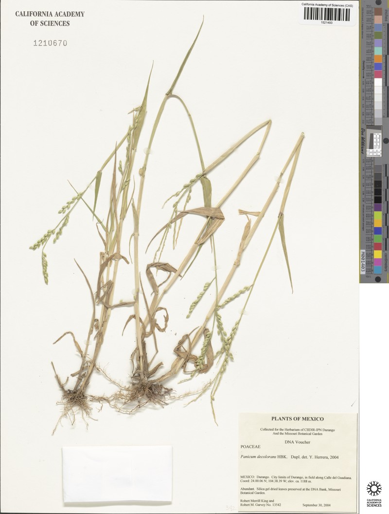 Panicum decolorans photo 3