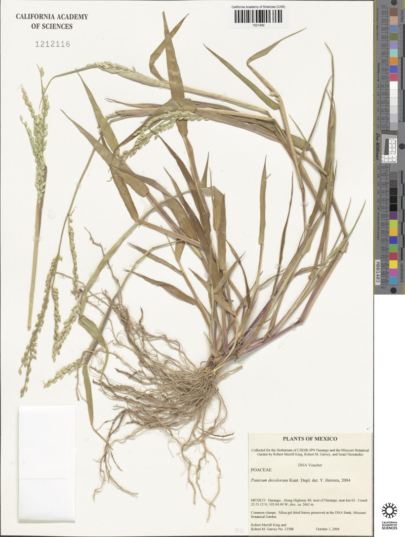 Panicum decolorans photo 4
