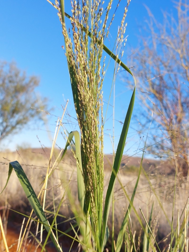 Australian Millet photo 5