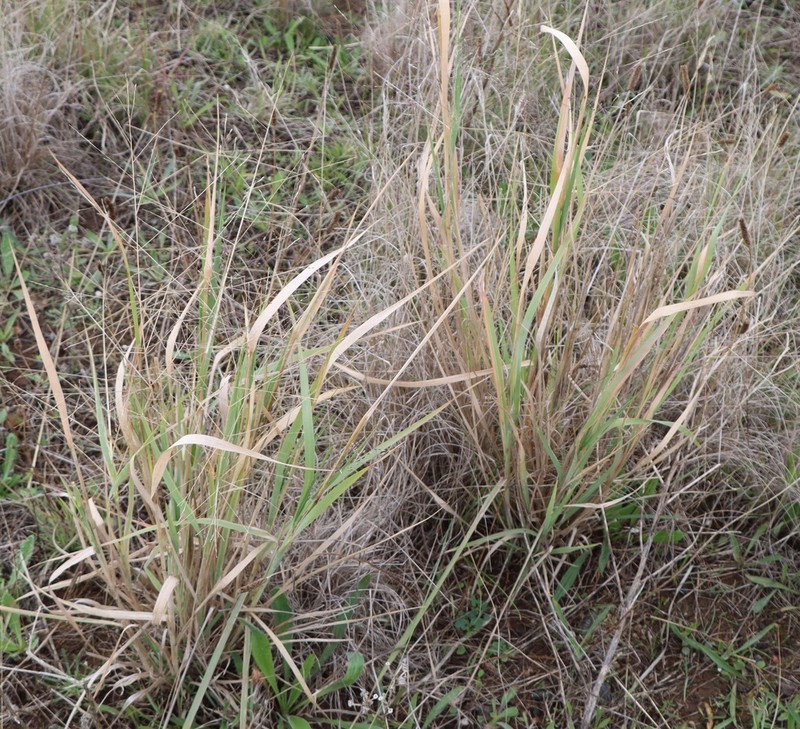 Australian Millet photo 6
