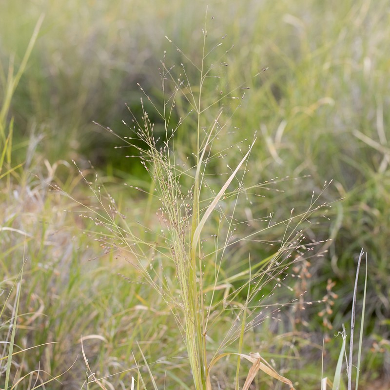 Australian Millet photo 7