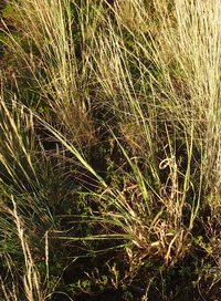 Australian Millet