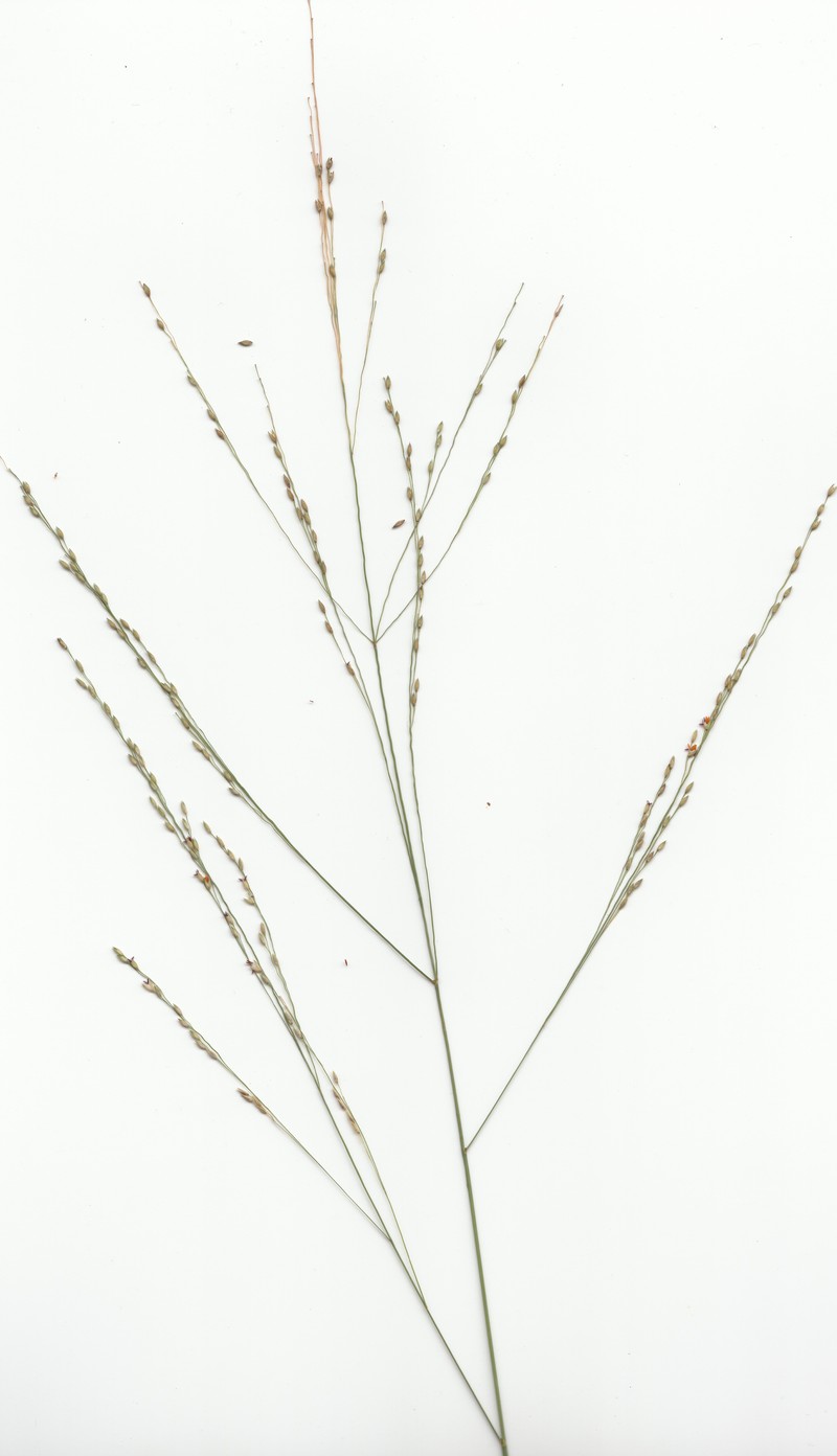 Australian Millet photo 2