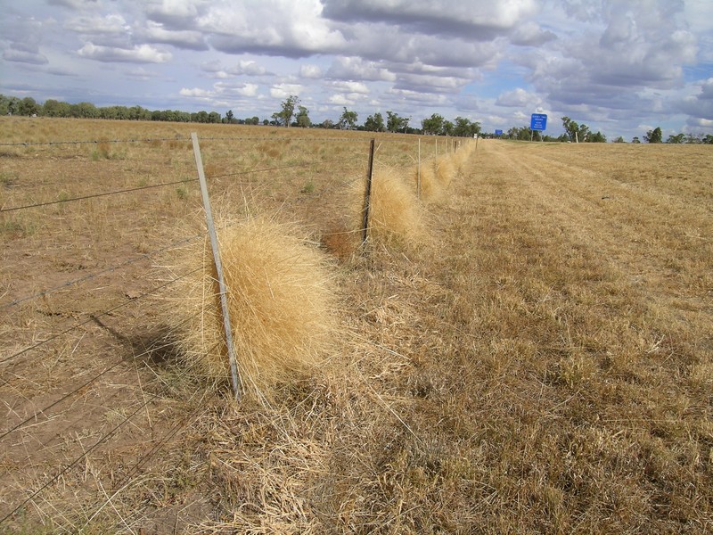 Australian Millet photo 3