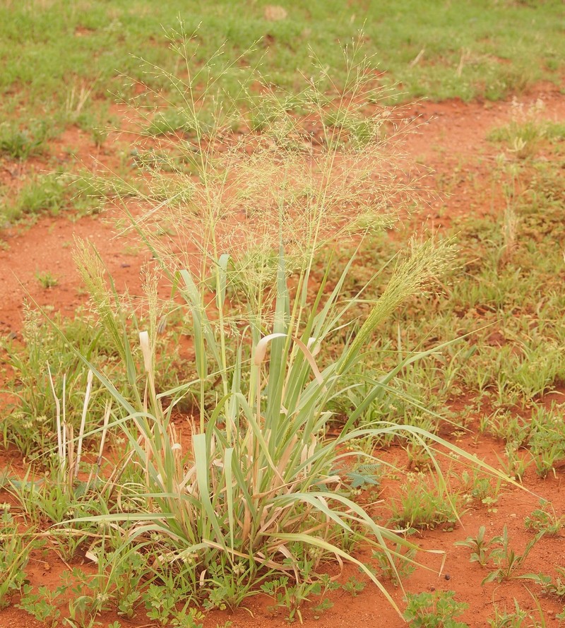 Australian Millet photo 4